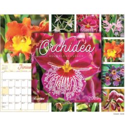   Falinaptár Orchidea különlegességek 2025 Cardex 305x610mm